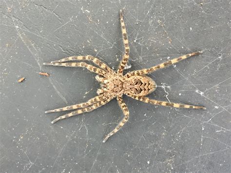 Dark Fishing (Dolomedes tenebrosus) .